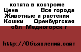 котята в костроме › Цена ­ 2 000 - Все города Животные и растения » Кошки   . Оренбургская обл.,Медногорск г.